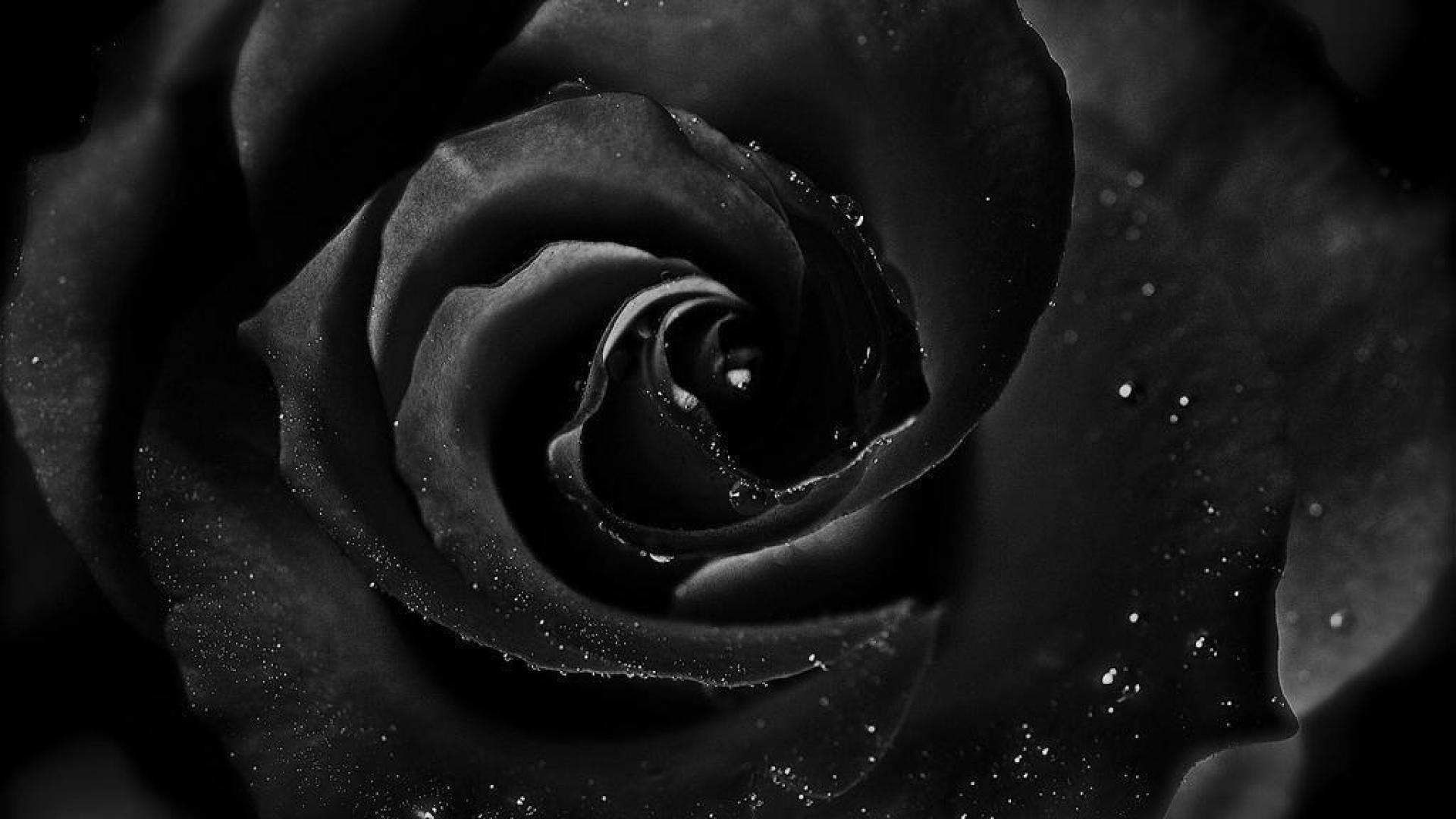 1920x1080 black, Rose Wallpaper HD / Desktop and Mobile Background, Desktop