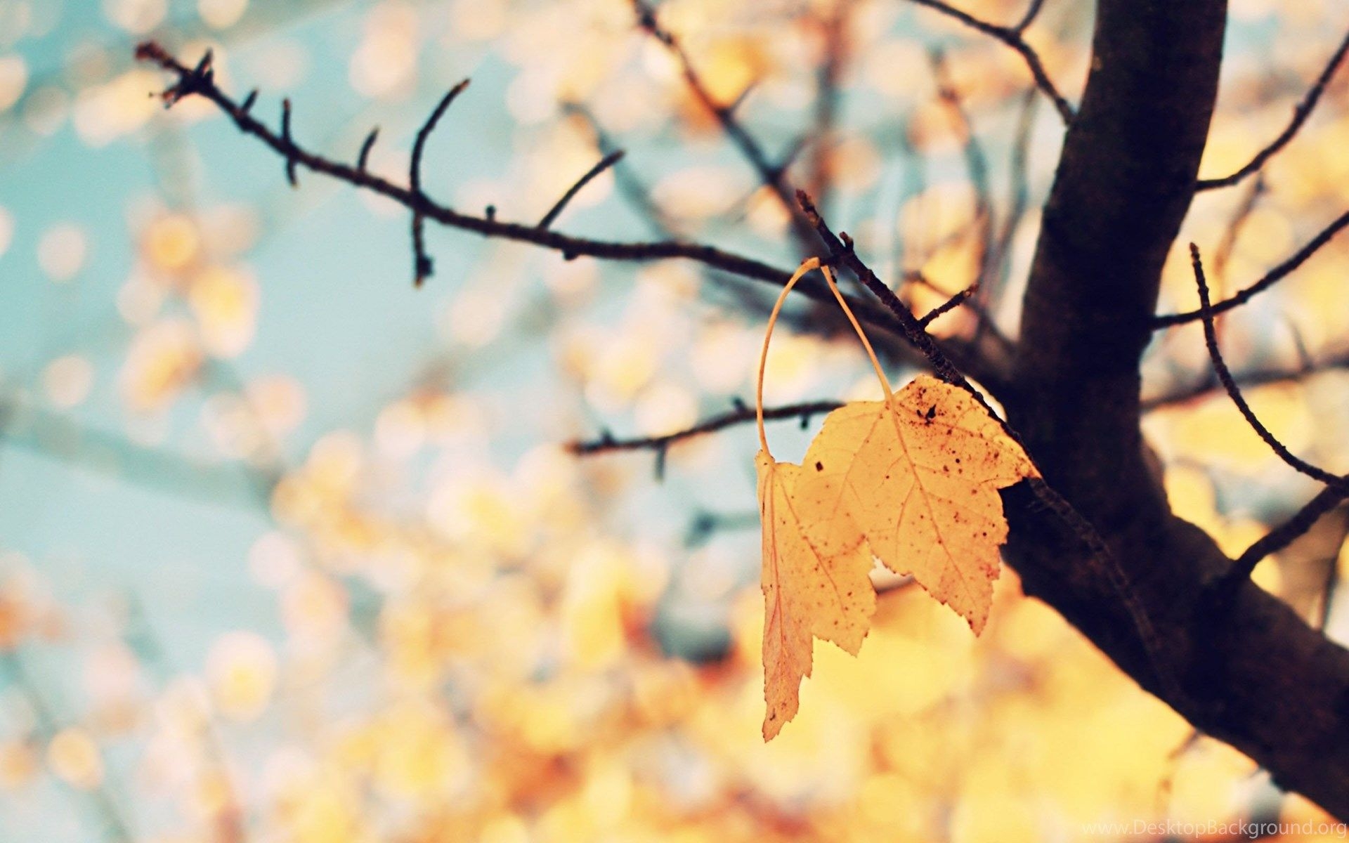 1920x1200 Pic > Cute Fall Background Tumblr Desktop Background, Desktop