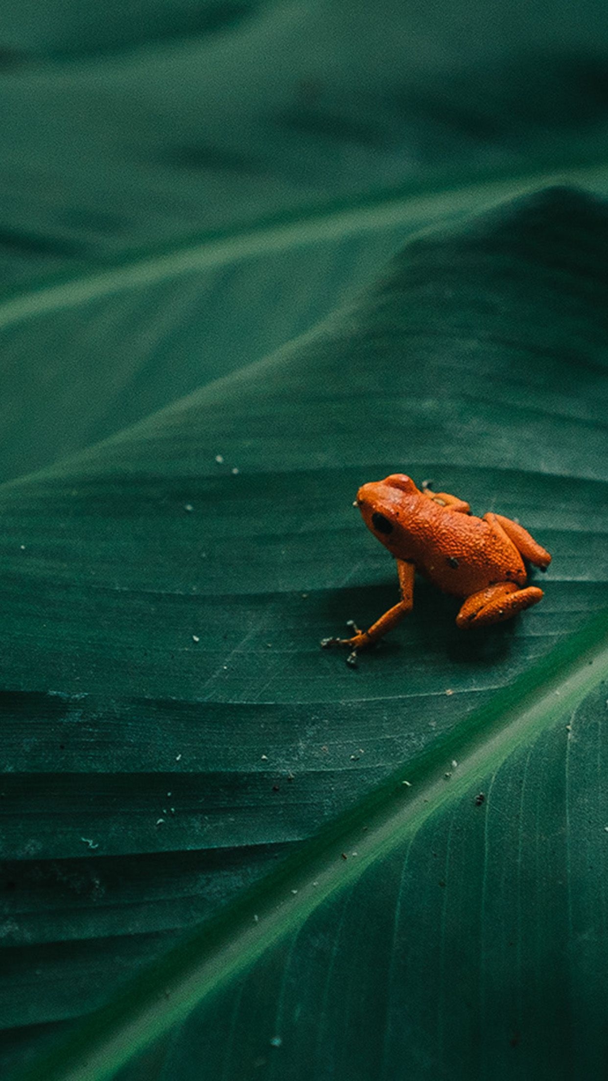 1250x2210 Frog Leaf Orange Nature Art Wallpaper, Phone