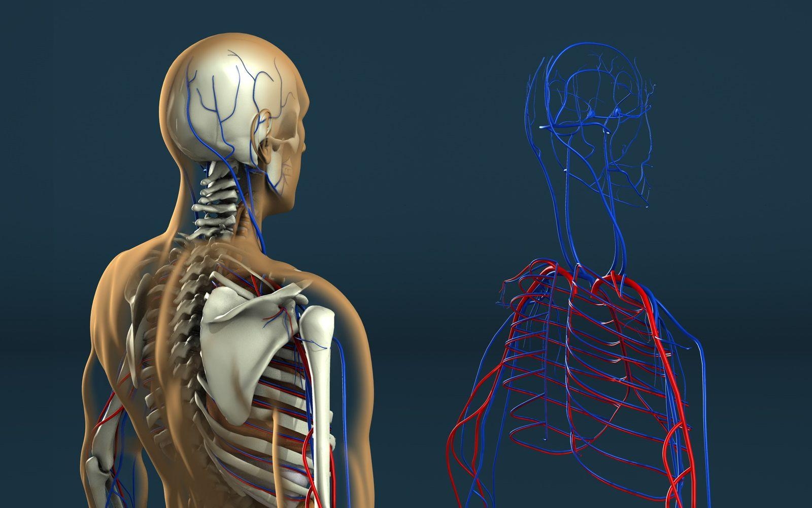 1600x1000 px Human Anatomy Wallpaper, Desktop