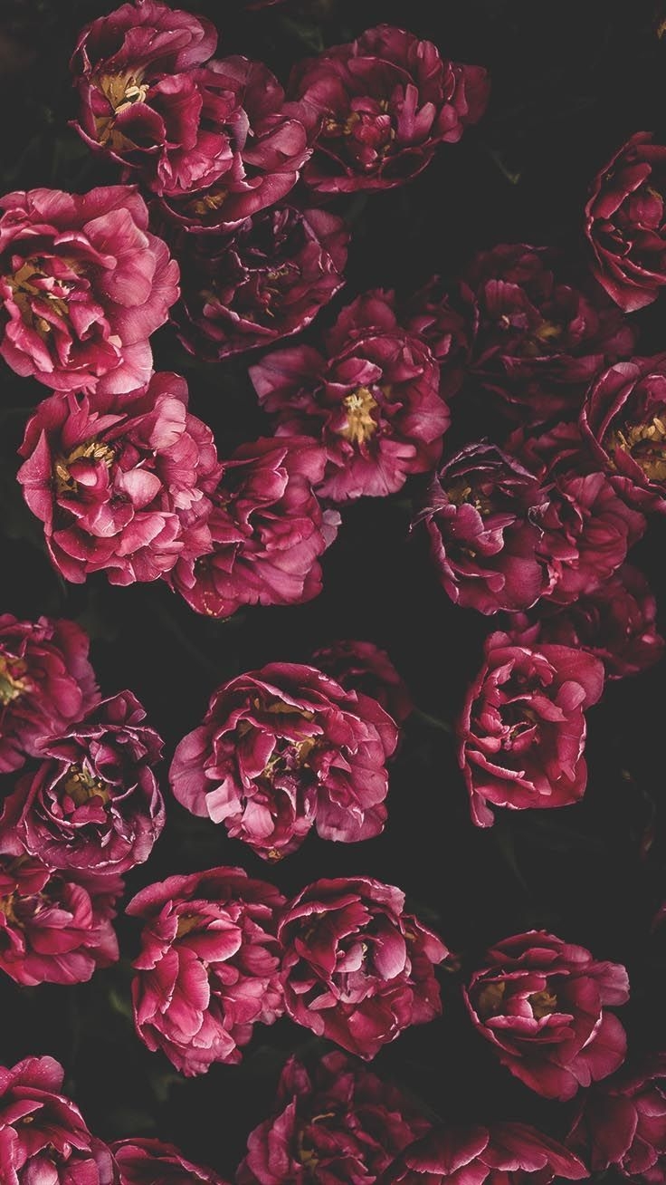 740x1310 Romantic Roses iPhone X Wallpaper. Preppy Wallpaper. Floral wallpaper iphone, Preppy wallpaper, Floral print wallpaper, Phone