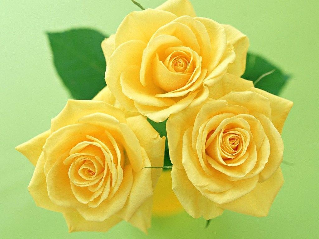 1030x770 Yellow Rose Desktop Wallpaper. PicsWallpaper, Desktop