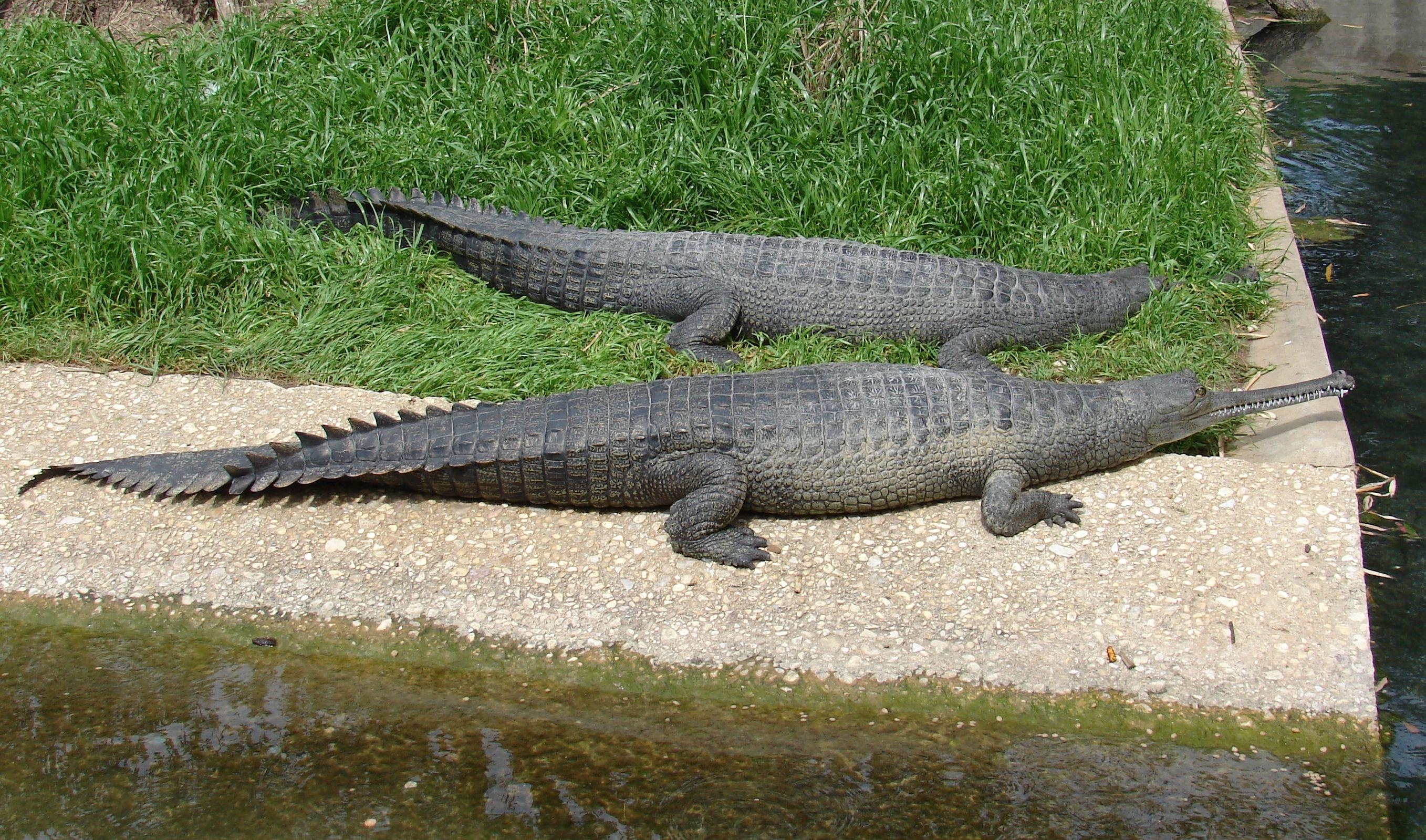 2720x1600 Gravial or Gharial (Gavialis gangeticus) one to three, Desktop