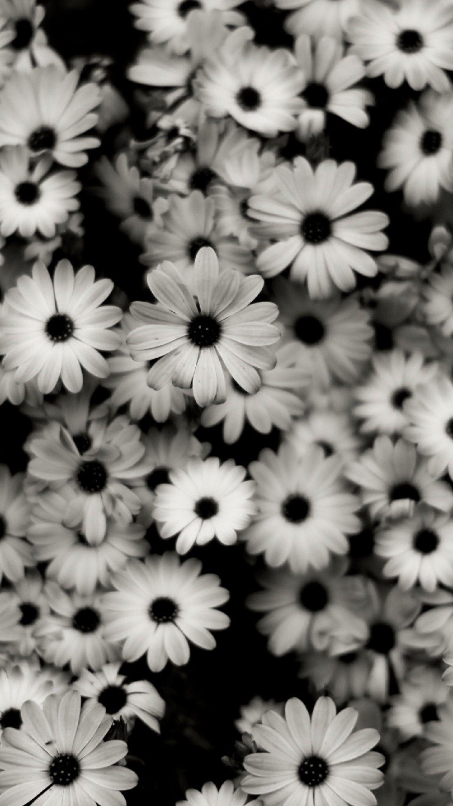 1440x2560 Preview wallpaper black white, flowers, grey, daisies, Phone