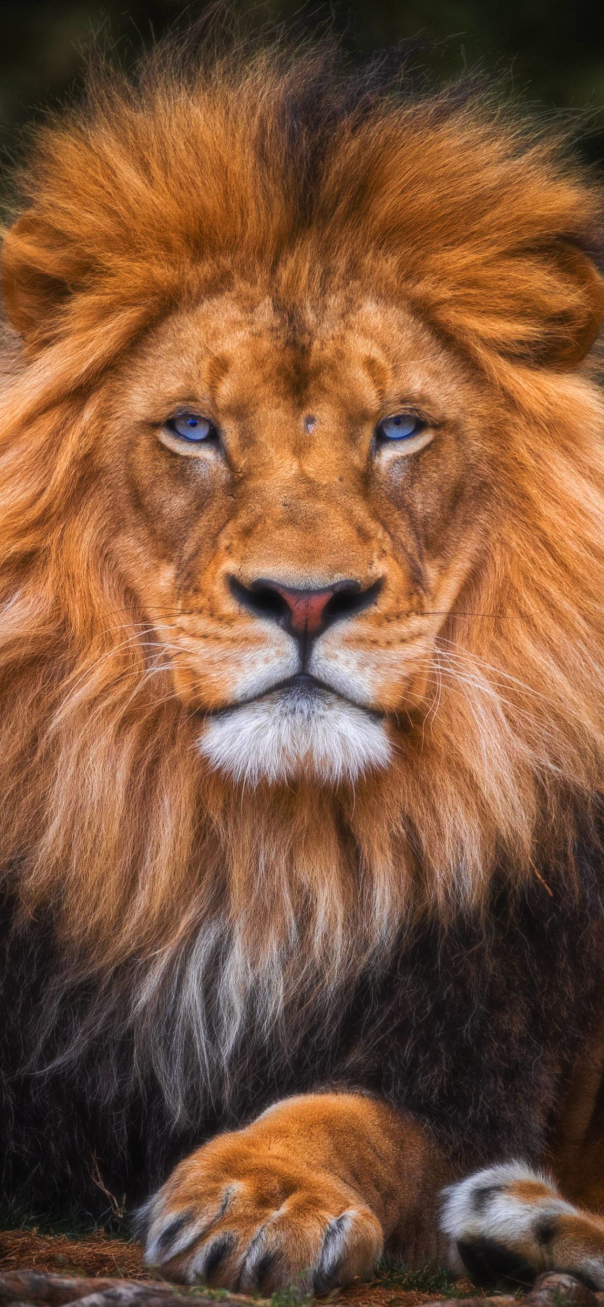 1190x2560 Lion Wallpaper for iPhone Pro Max, X, 6, Phone