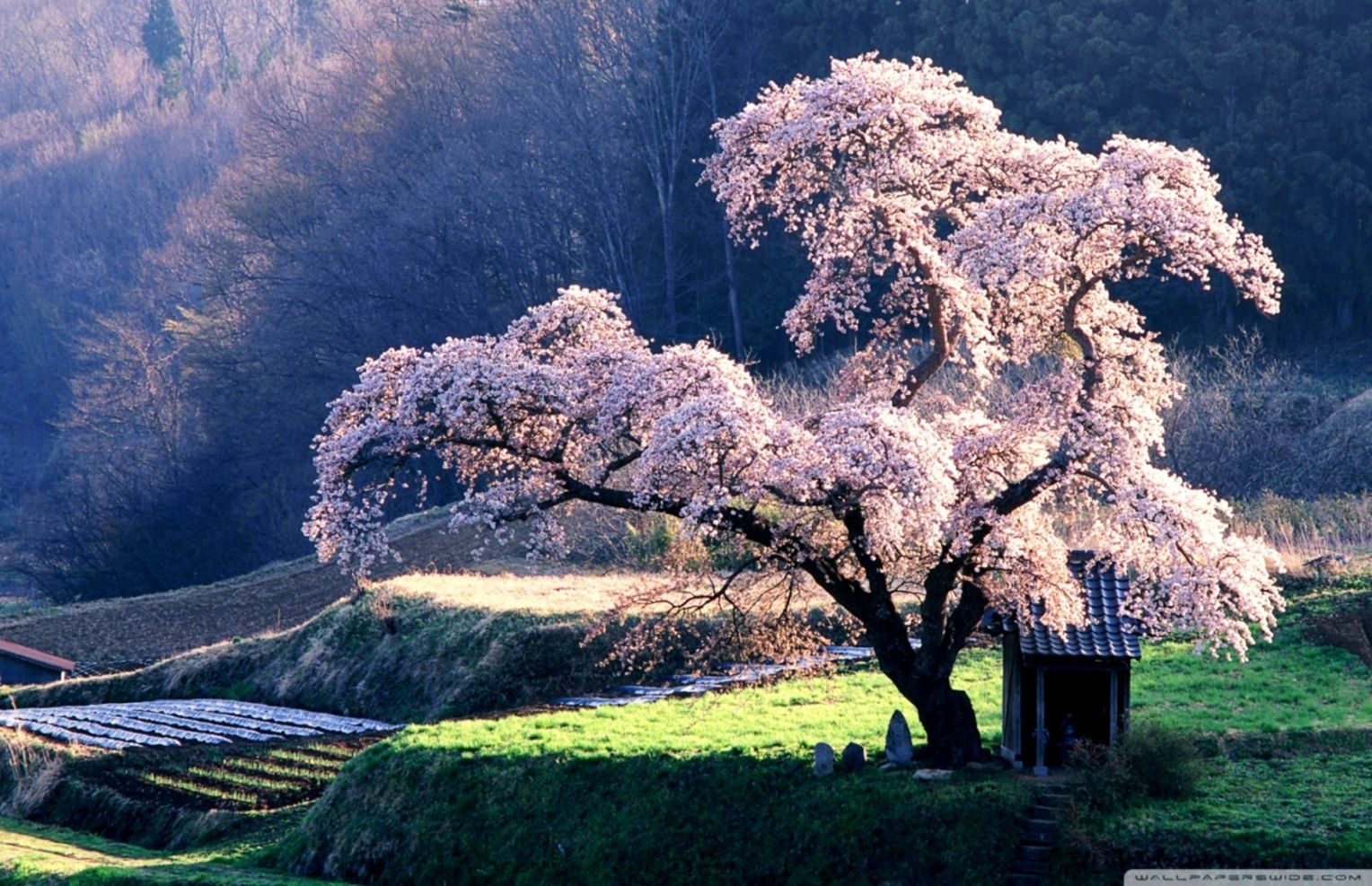 1530x990 Spring In Japan ❤ 4k HD Desktop Wallpaper For 4k Ultra, Desktop