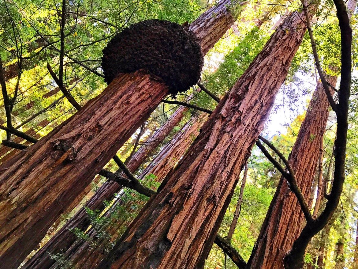 1170x880 Muir Woods National Monument: Learn More About This Ancient Forest, Desktop