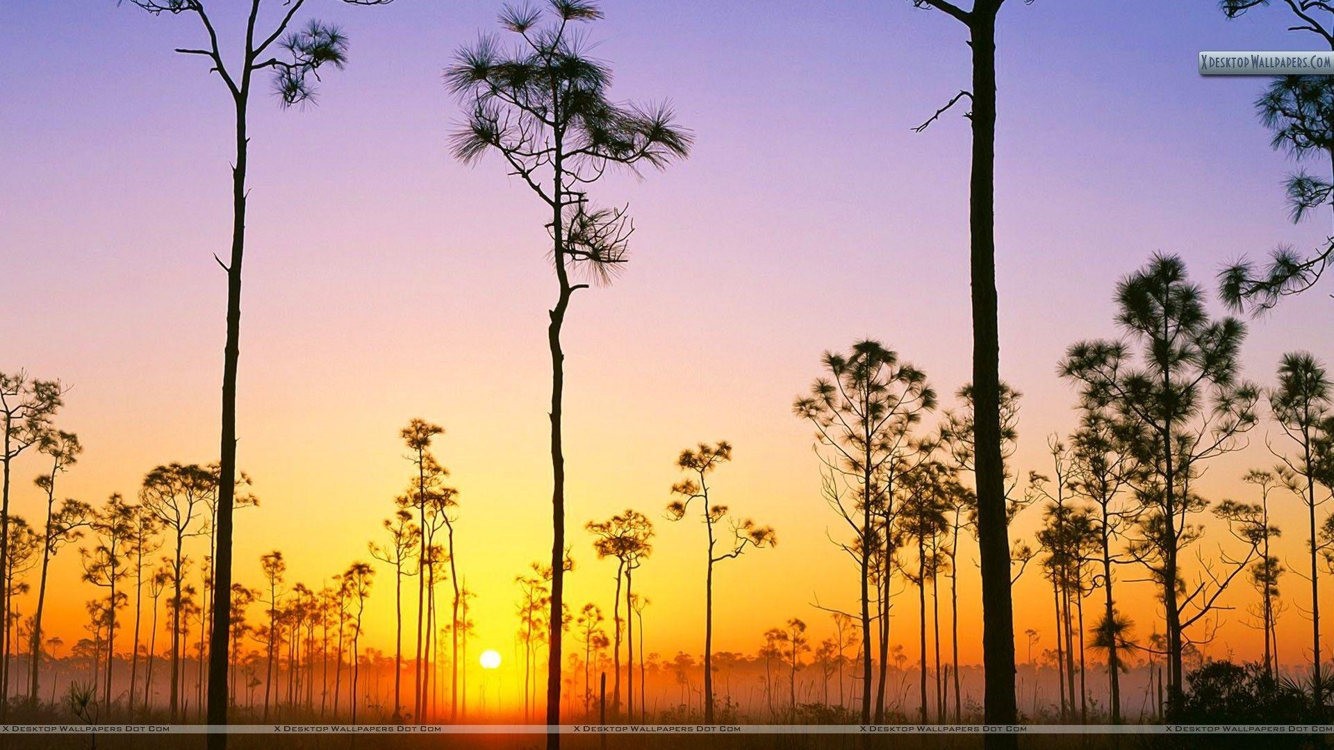 1920x1080 Silhouetted Pines at Sunrise, Everglades National Park, Florida, Desktop