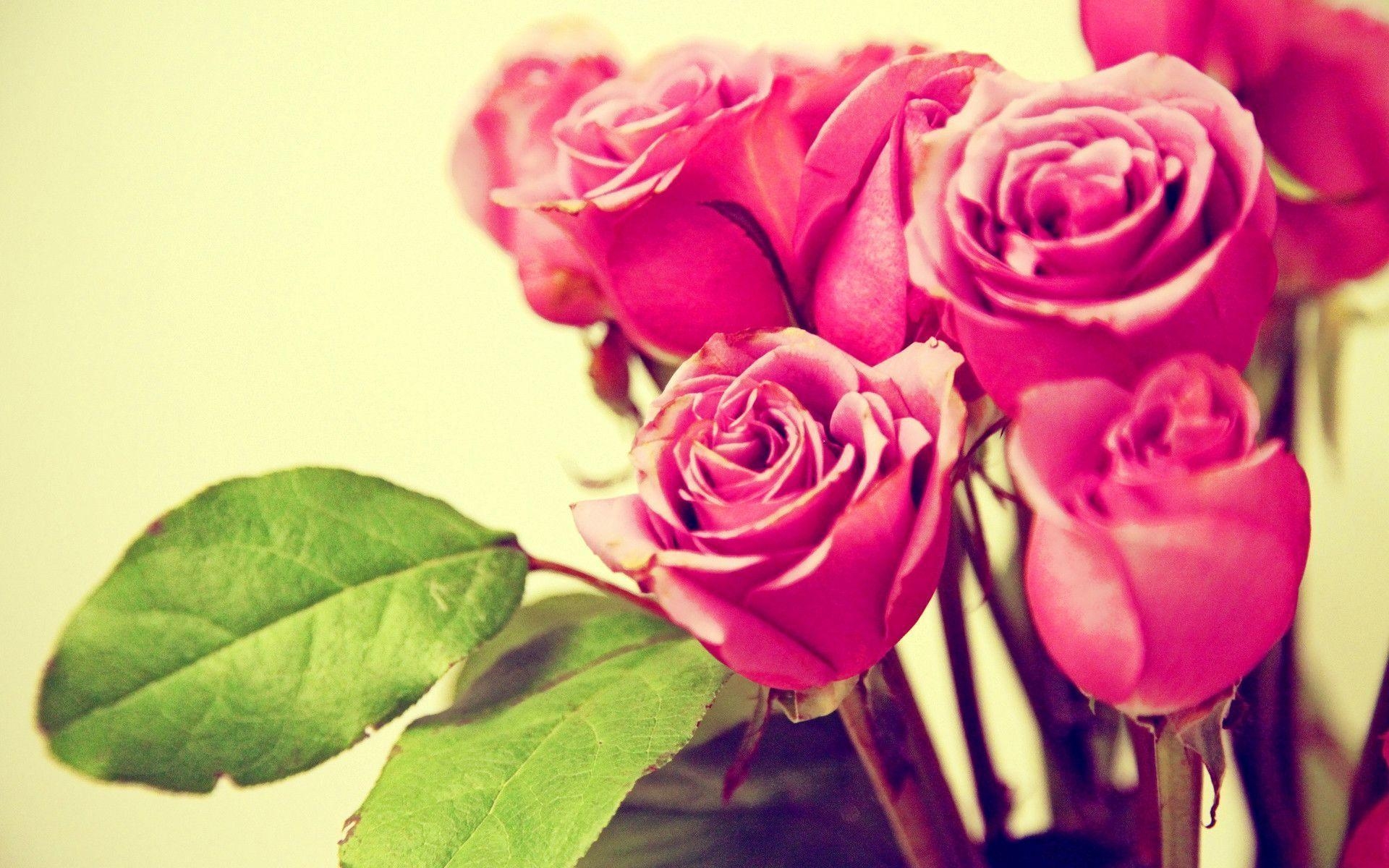 1920x1200 Pink Rose Android Wallpaper, Desktop