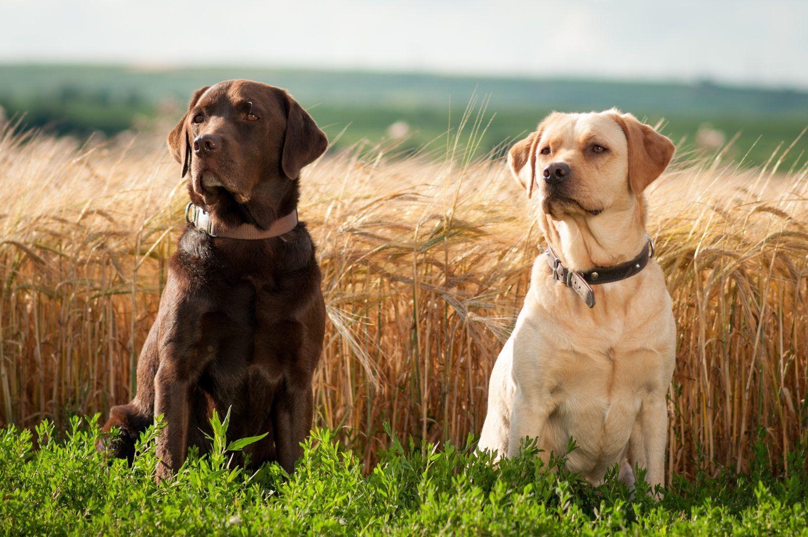 1600x1070 Labrador Retriever Wallpaper High Resolution and Quality Download, Desktop