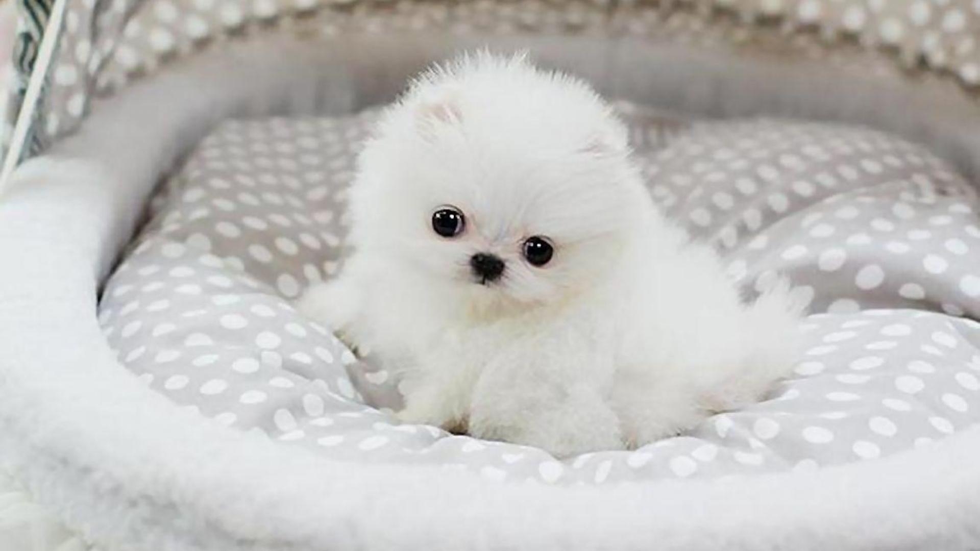 1920x1080 Pomeranian Puppy Wallpaper, Desktop