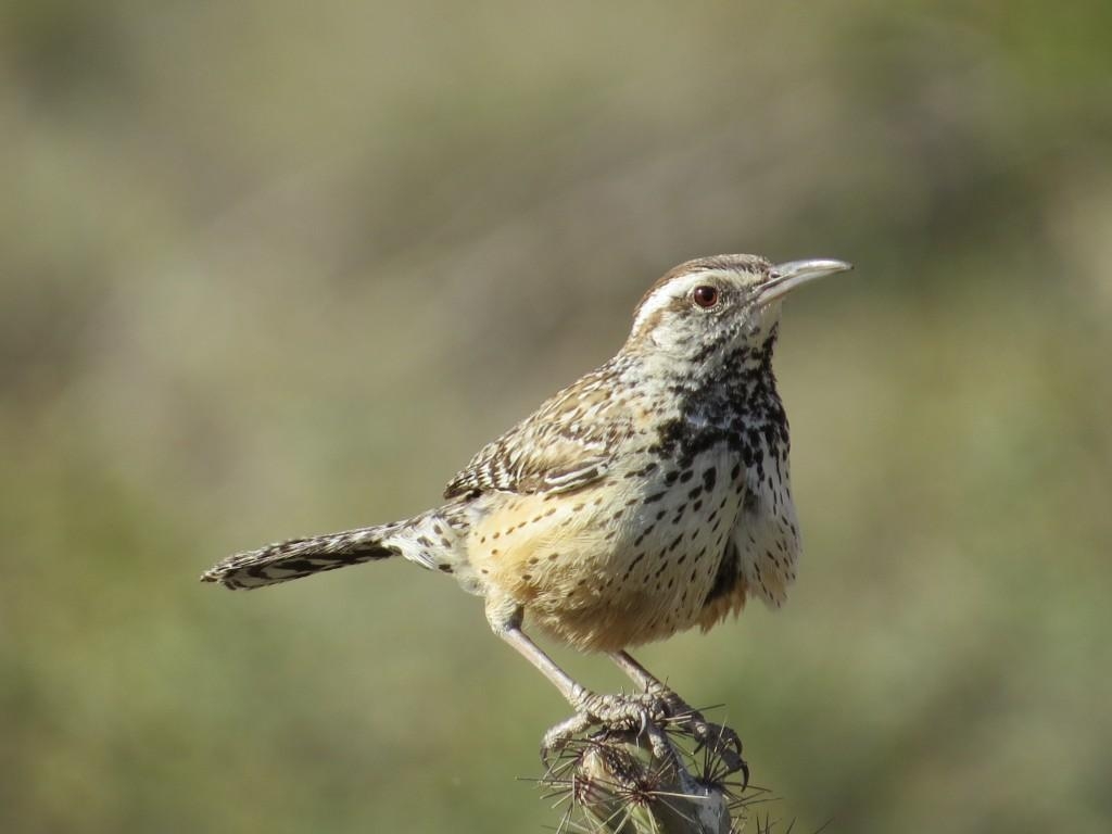 1030x770 Wren Wallpaper. Wren Wallpaper, Desktop