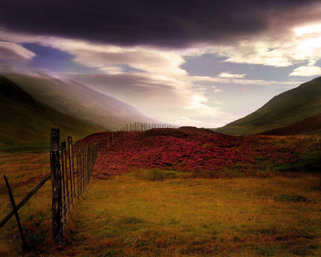 1280x1030 Scottish Heather wallpaper. Scottish Heather, Desktop