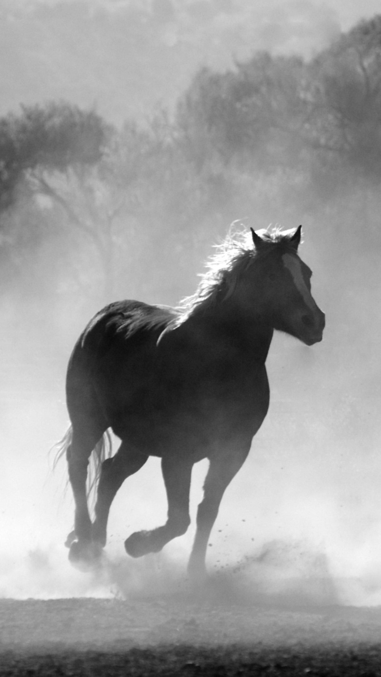 1440x2560 Horses in the Mist Wallpaper, Android & Desktop Background, Phone