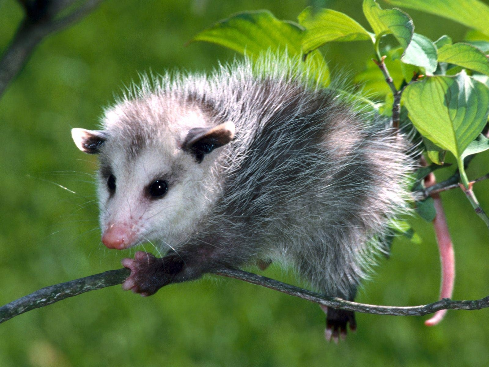 1600x1200 Opossum Wallpaper, Desktop