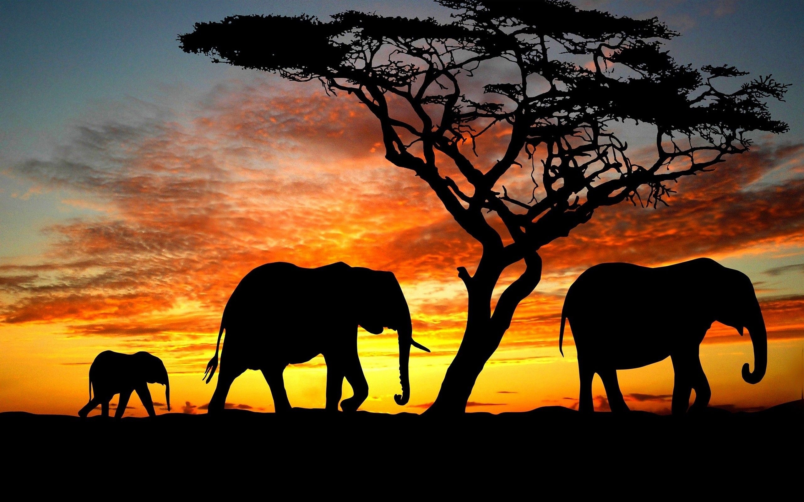 2560x1600 Desktop Wallpaper HD Elephant, Desktop