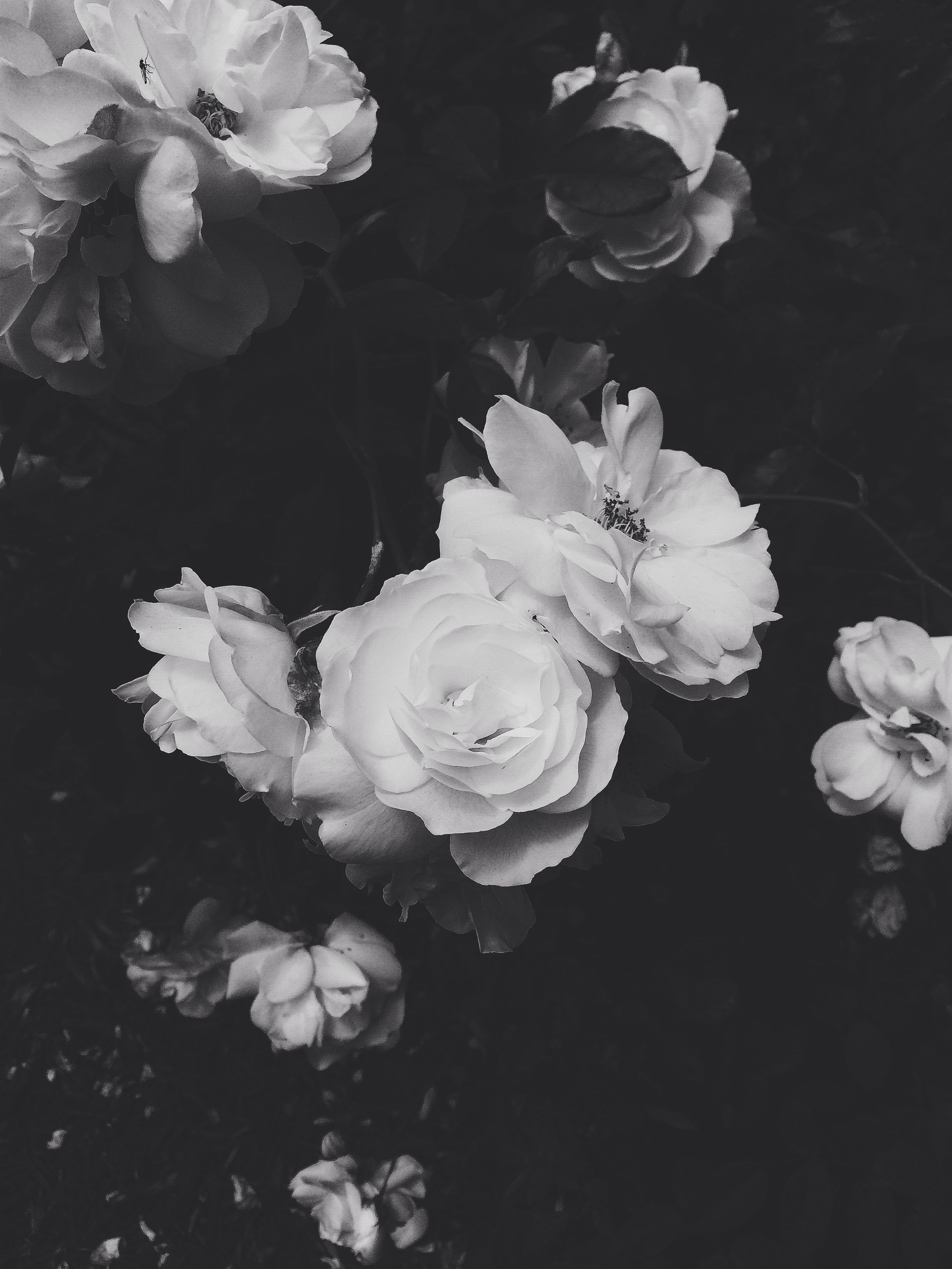 2450x3270 Black and White. Black aesthetic wallpaper, Dark wallpaper, Flower aesthetic, Phone