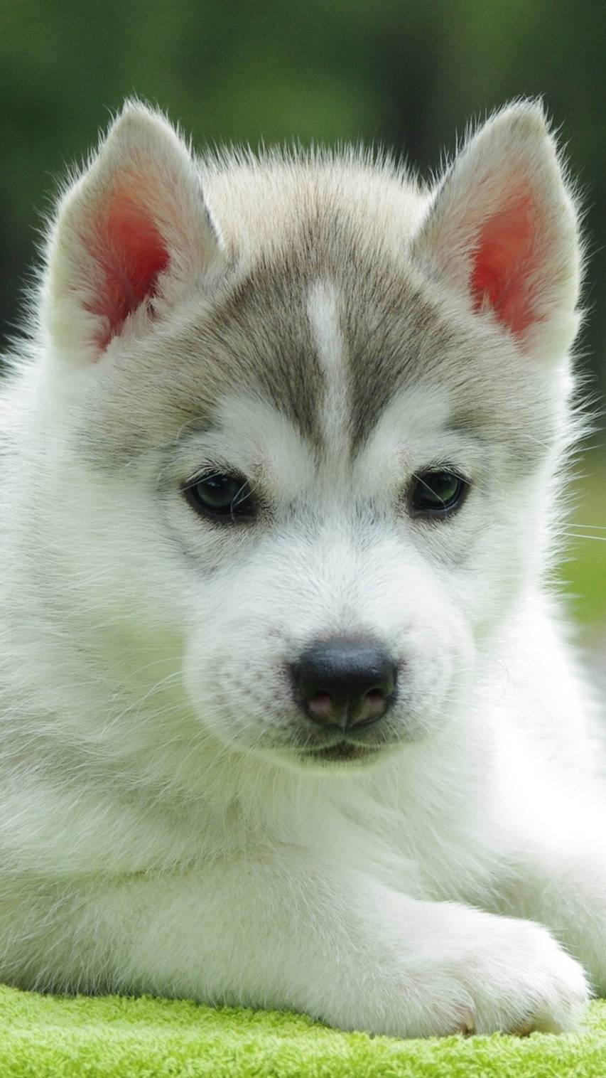 860x1520 Cute Husky HD Wallpaper, Top Free Cute Husky Background, Phone