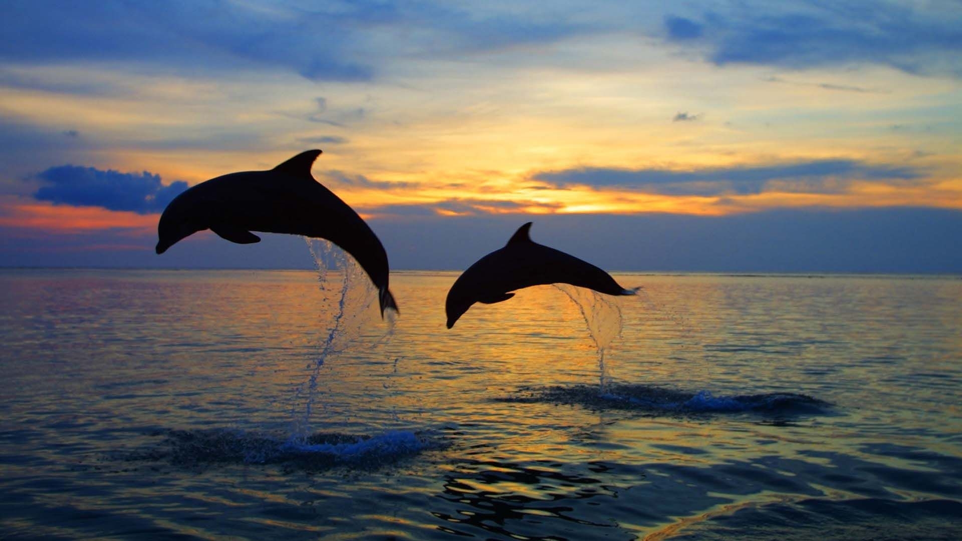 1920x1080 Baby Dolphins Jumping In The Sunset Wallpaper (1920×1080). Dolphin Tours, Dolphins, Animals, Desktop