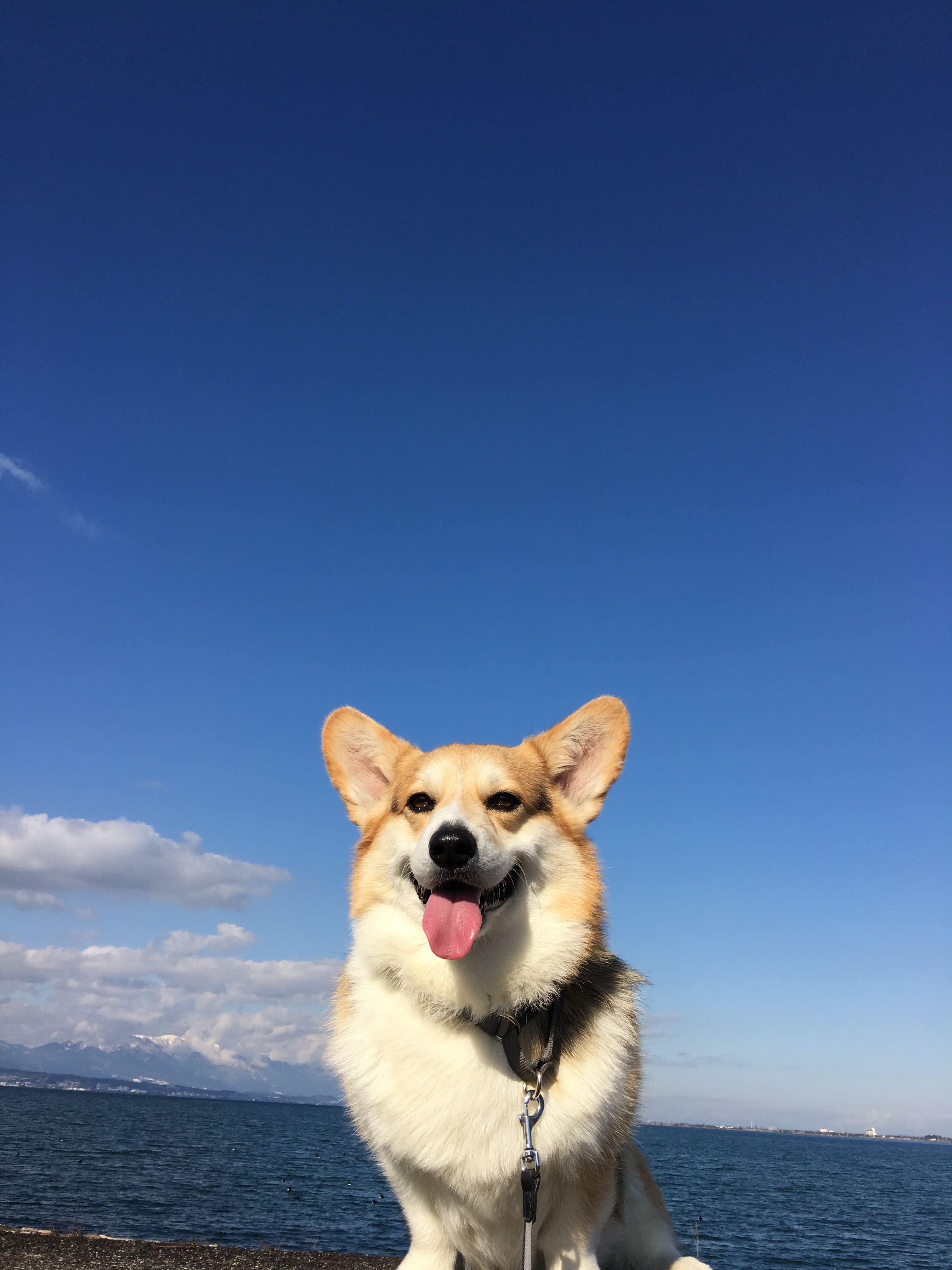 3030x4040 Corgis!, Phone