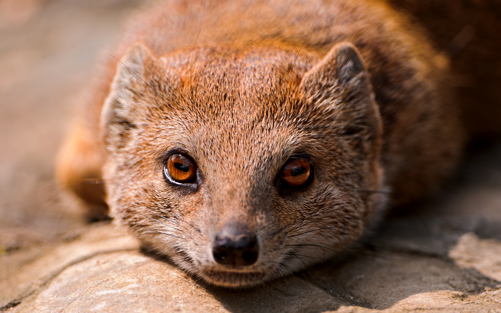 1920x1200 Mongoose Wallpaper. Mongoose, Desktop