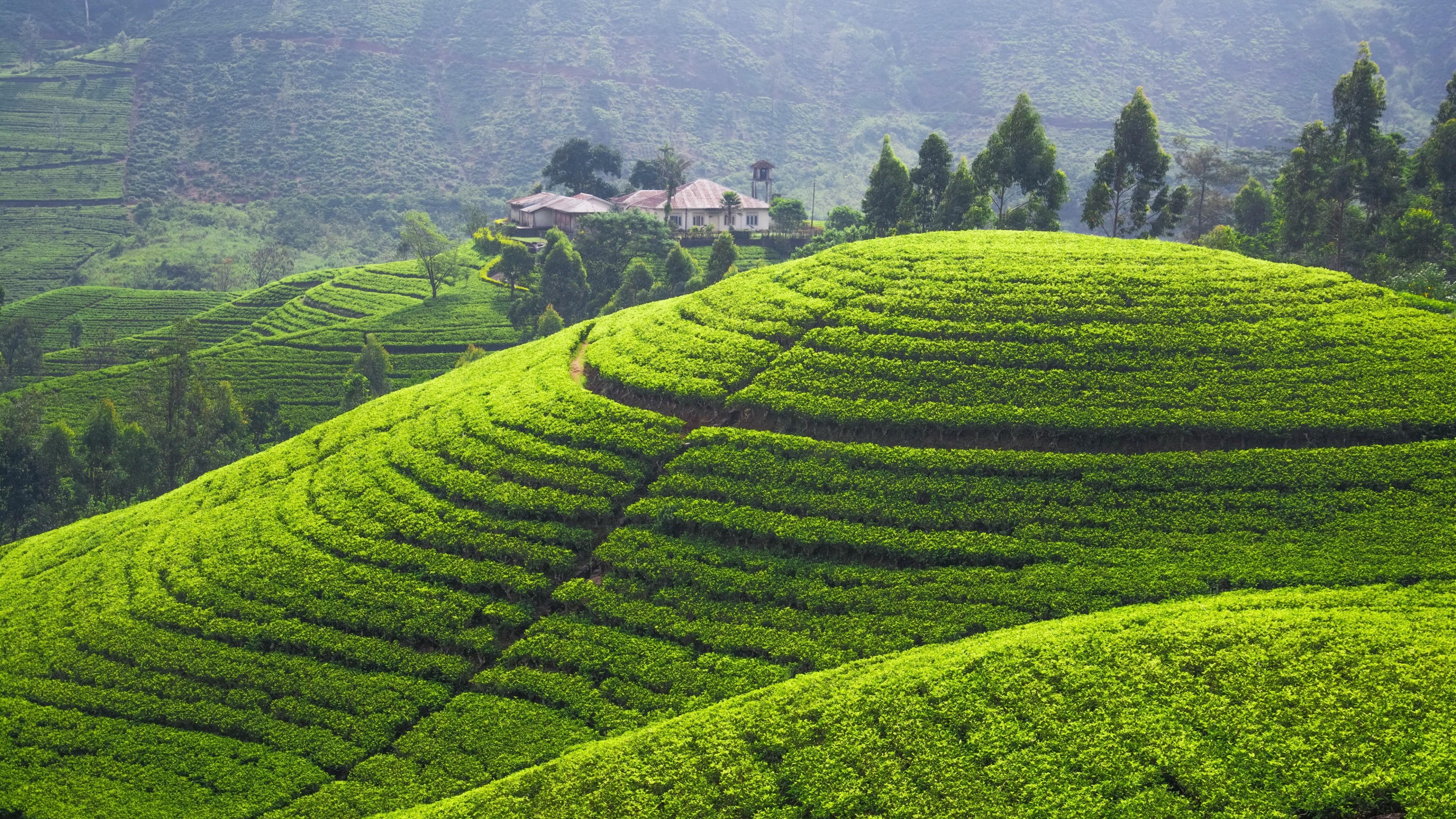 3840x2160 Wallpaper Tea plantation, 5k, 4k wallpaper, Hills, trees, green, Desktop