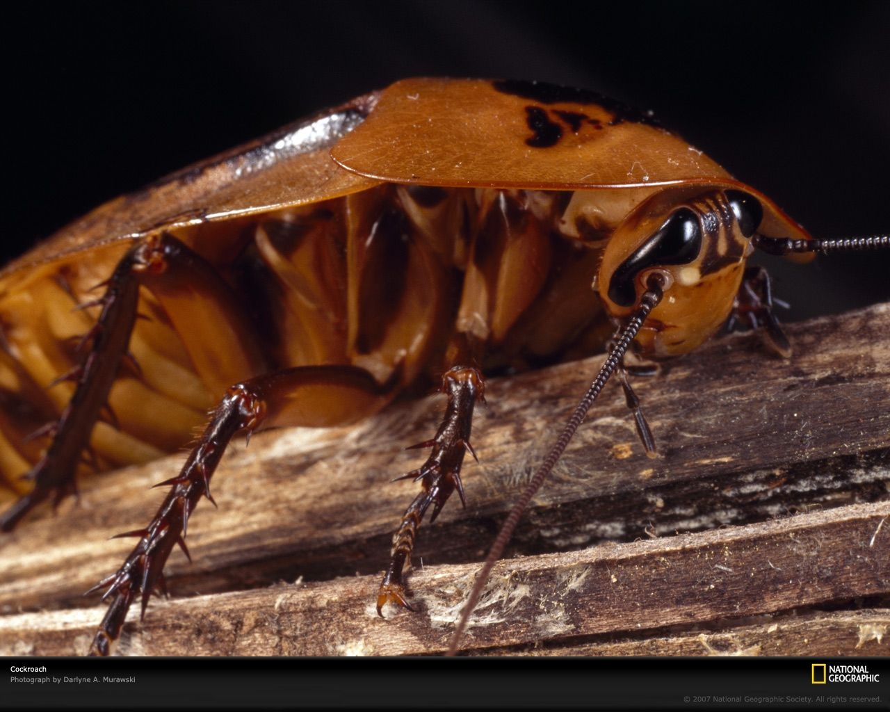 1280x1030 Roach Wallpaper. Roach Wallpaper, Runway Approach Wallpaper and Cockroach Wallpaper, Desktop