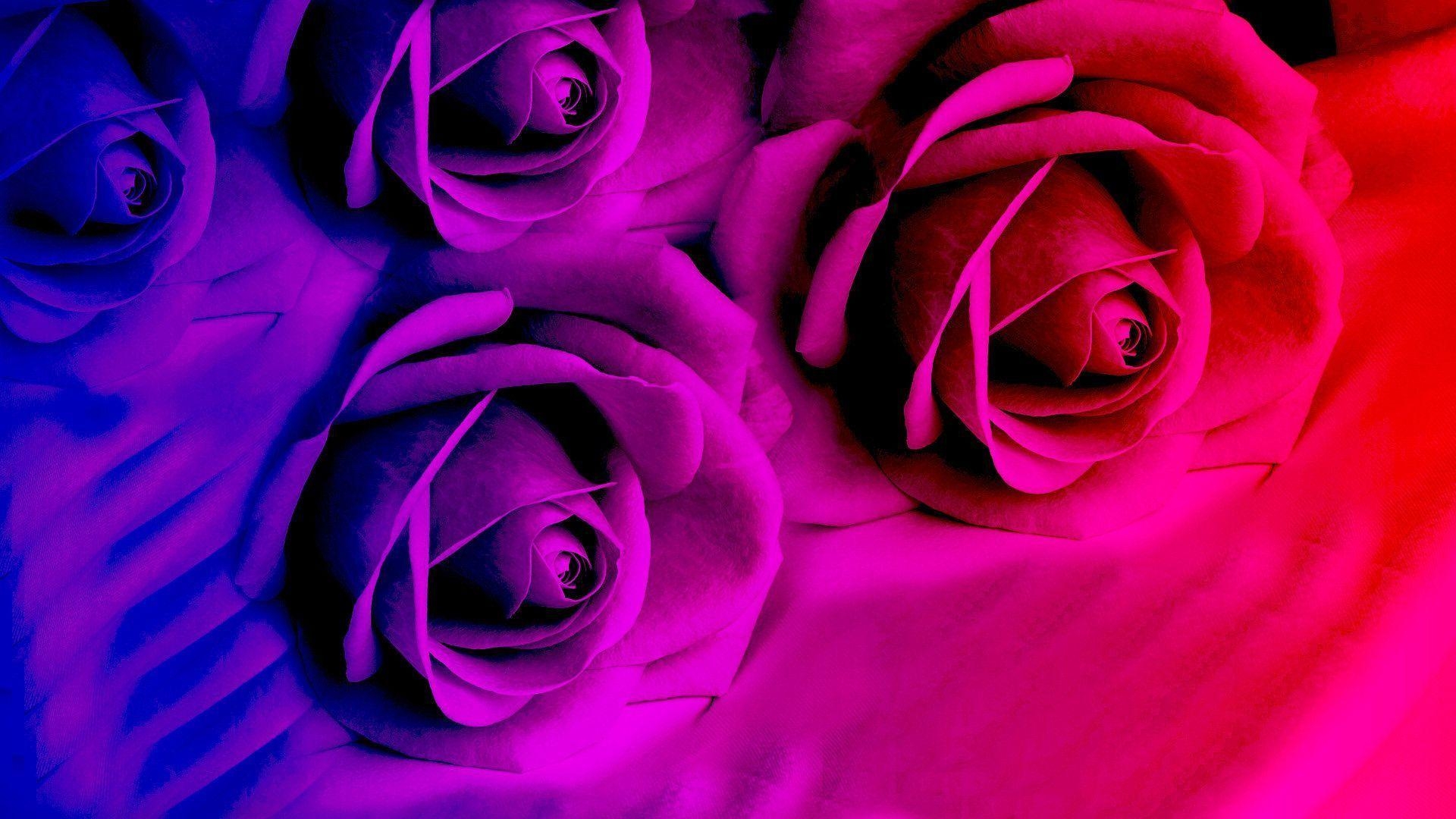 1920x1080 Purple roses in bright color wallpaper and image, Desktop