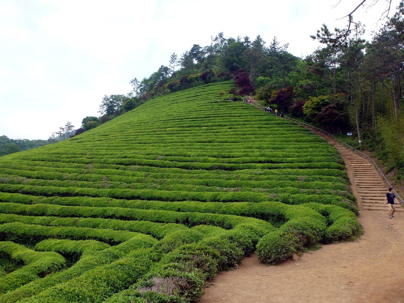 1600x1200 Destination Exploration: The Green Tea Fields of Boseong, Desktop