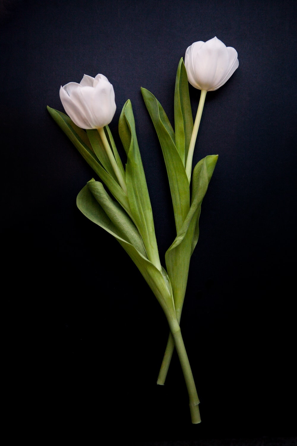 1000x1500 White Tulip Picture. Download Free Image, Phone