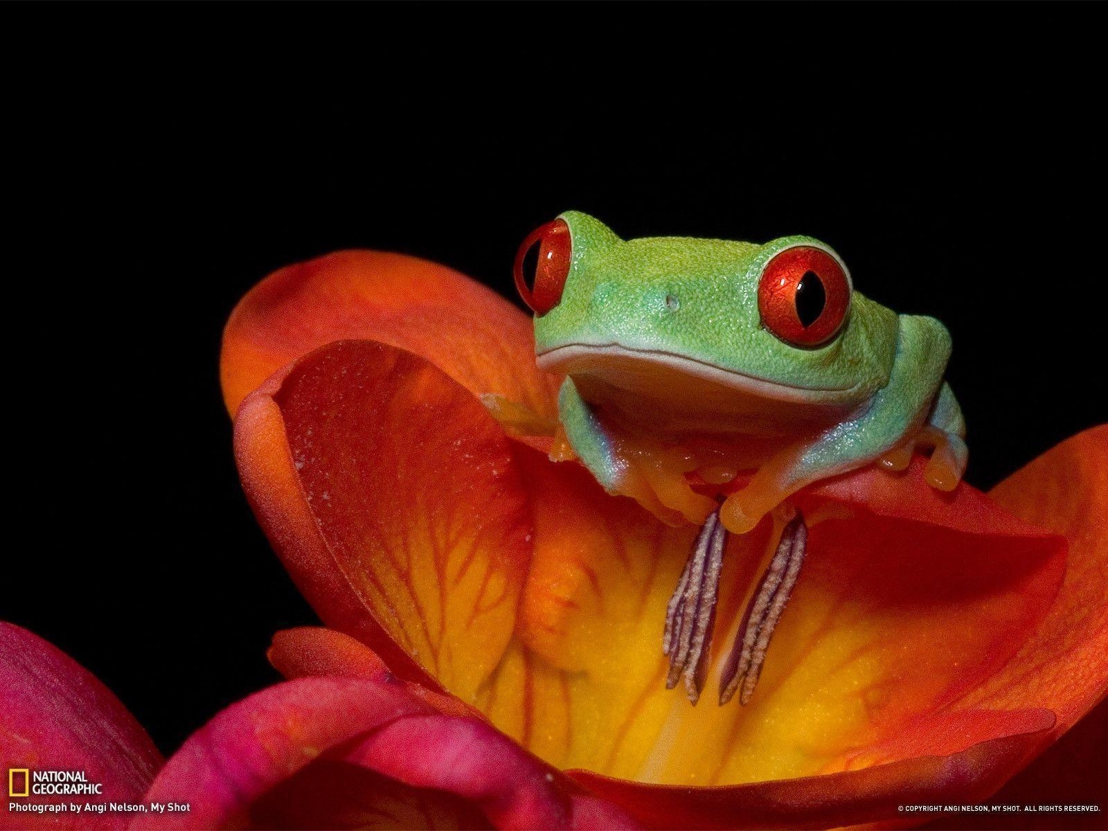 1600x1200 Red Eyed Tree Frog, Desktop