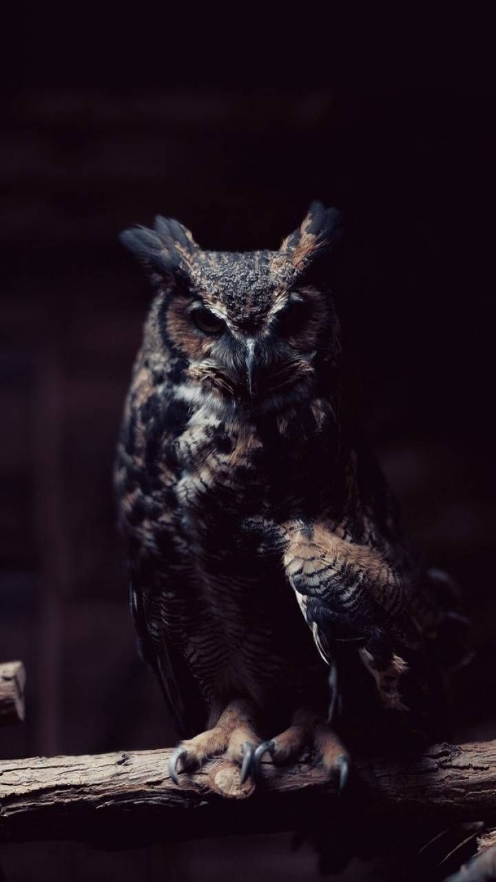 720x1280 Owl Phone Wallpaper. Owl wallpaper, Owl photography, Owl, Phone