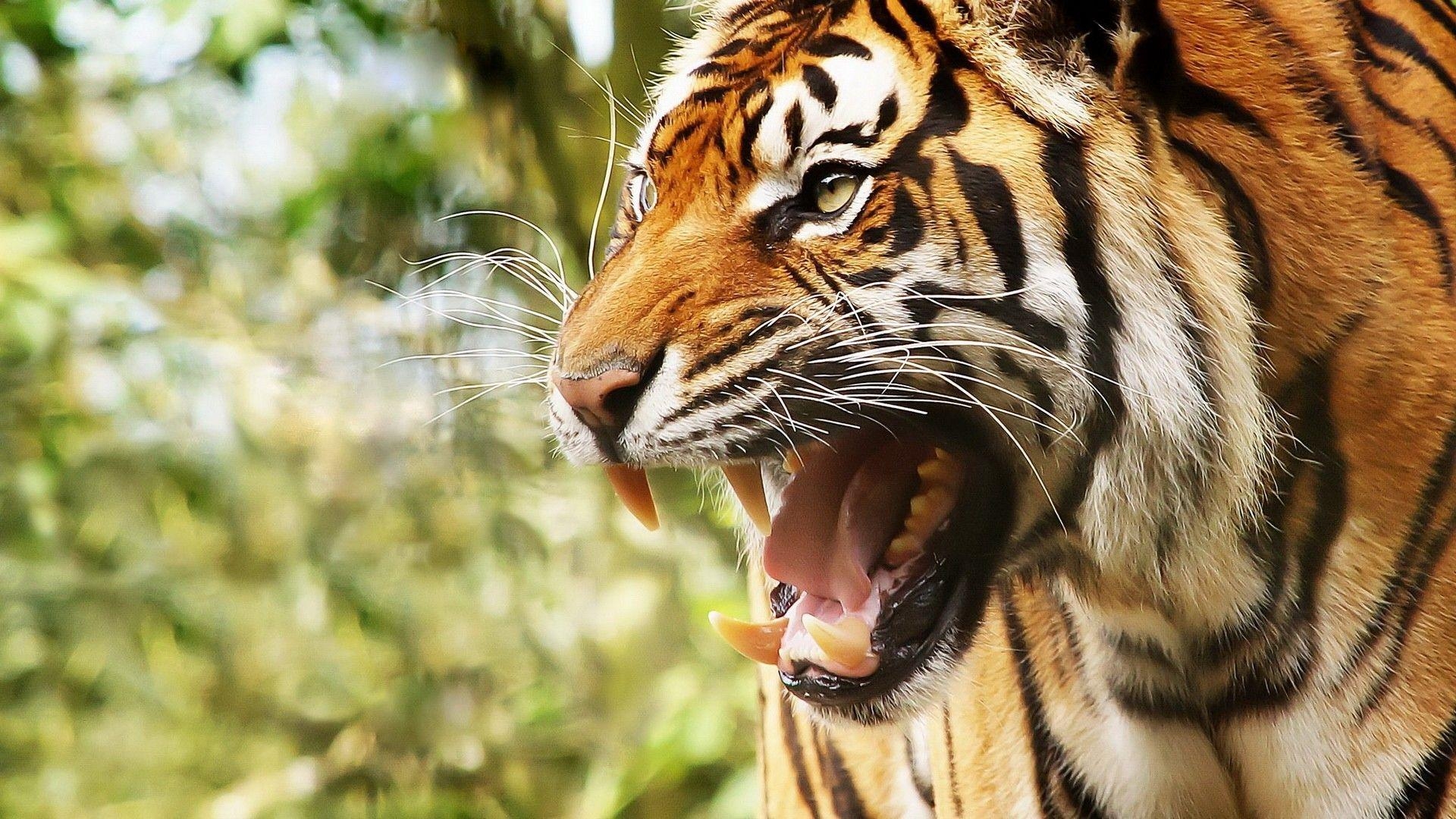 1920x1080 Angry Tiger HD. Art Ideas, Desktop