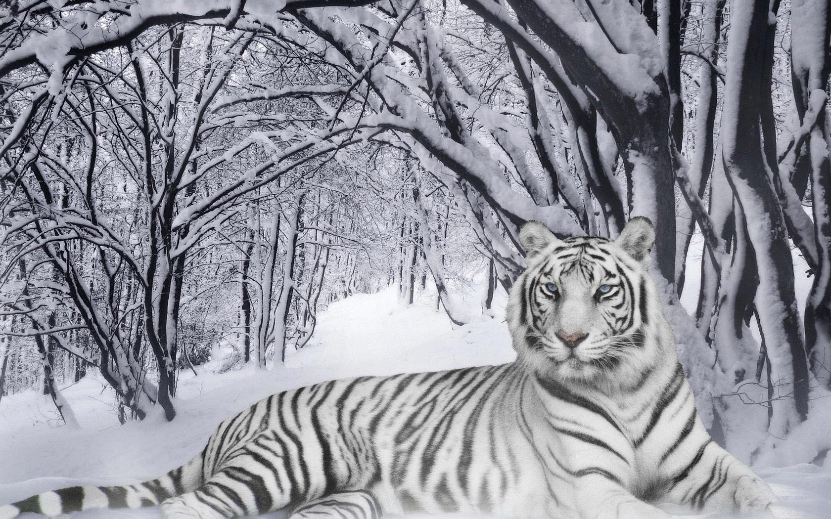 1680x1050 Bengal Tiger In The Snow desktop wallpaper, Desktop