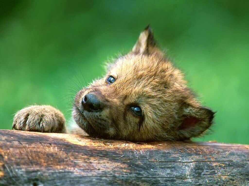 1030x770 Baby Wolf Wallpaper, Desktop