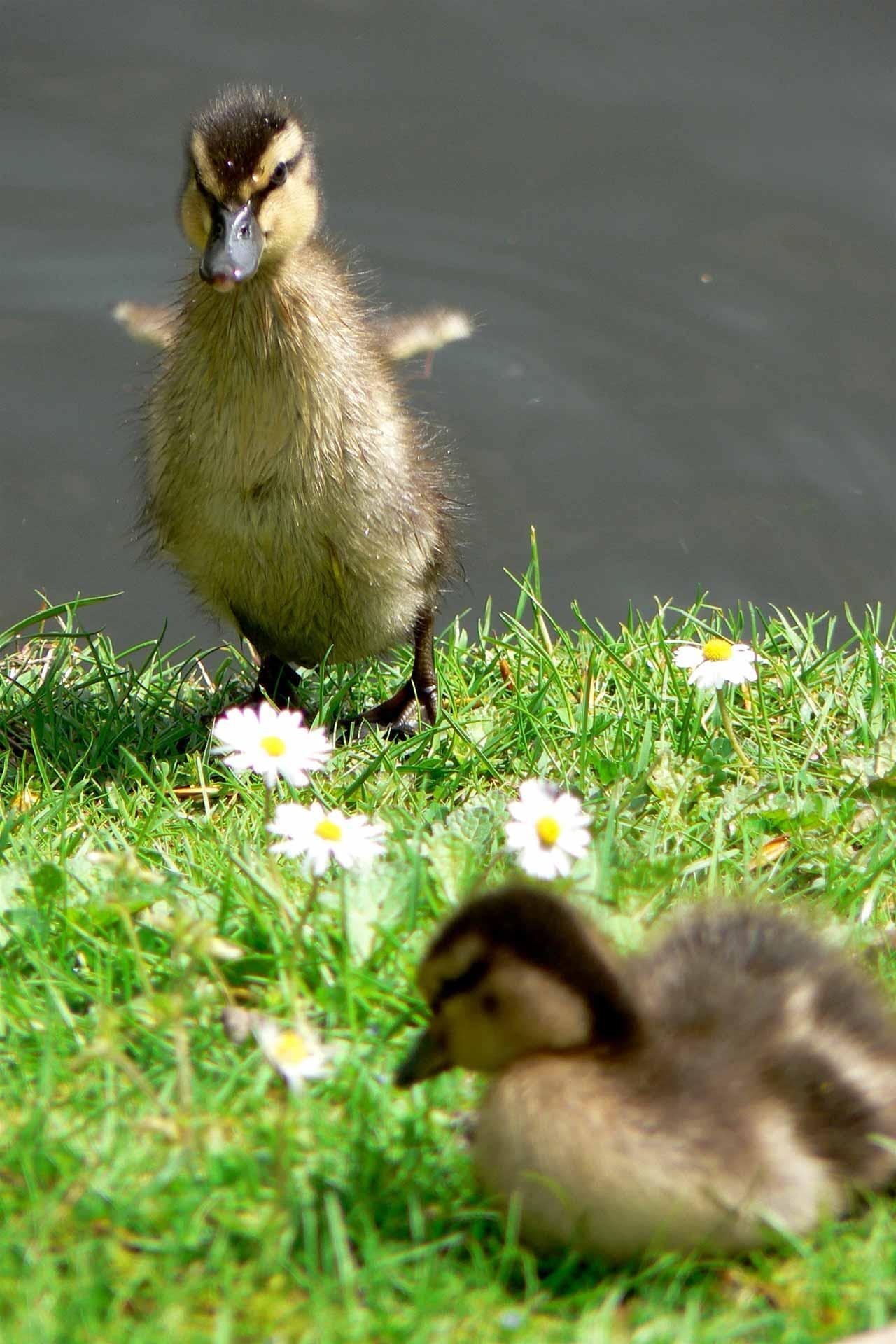 1280x1920 Cute Ducks Live Wallpaper for Android, Phone