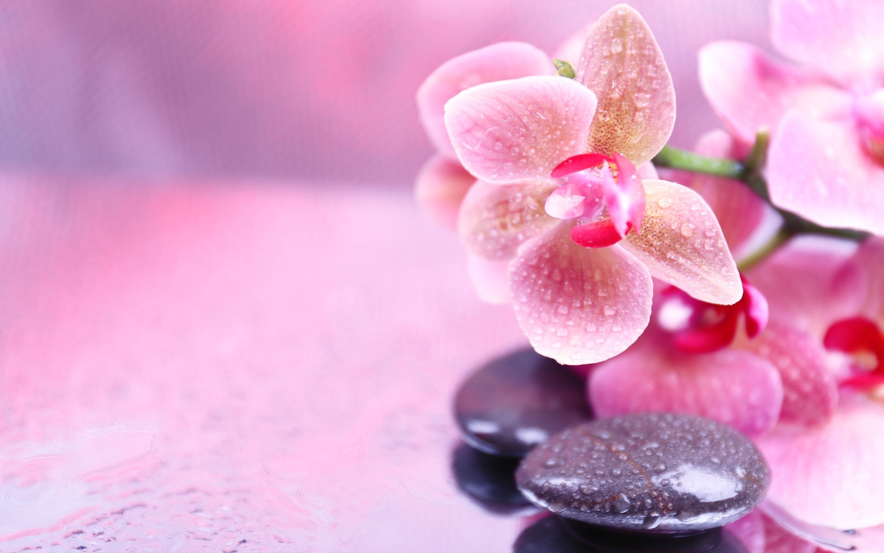 2880x1800 Pink Orchid Wallpaper Free On High Resolution Wallpaper, Desktop