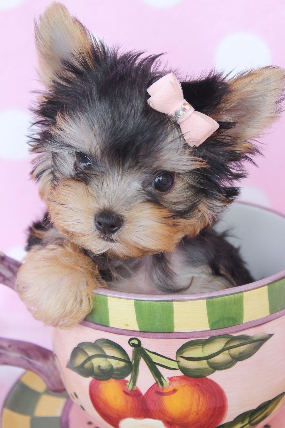 1000x1500 Cute Teacup Puppies For Little With Picture Of Full HD Widescreen, Phone