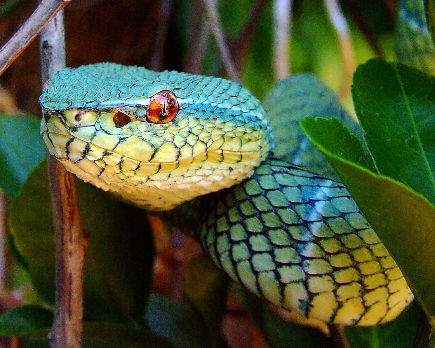 1490x1200 Philippine Arboreal Viper subannulatus, Desktop