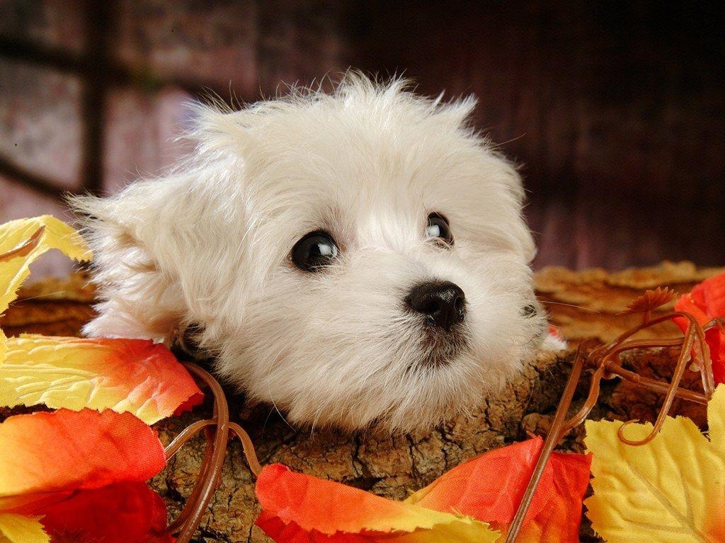 1030x770 Fluffy Maltese Puppy Dogs Maltese Puppies wallpaper, Desktop