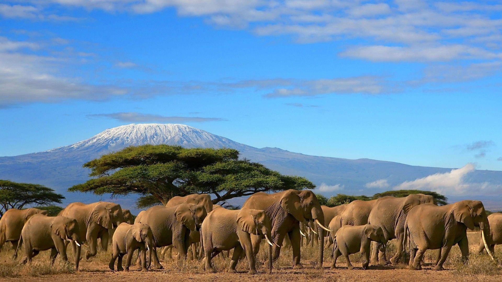 1920x1080 Elephants Herd Tree Mount Kilimanjaro, Kenya Beautiful Wallpaper, Desktop