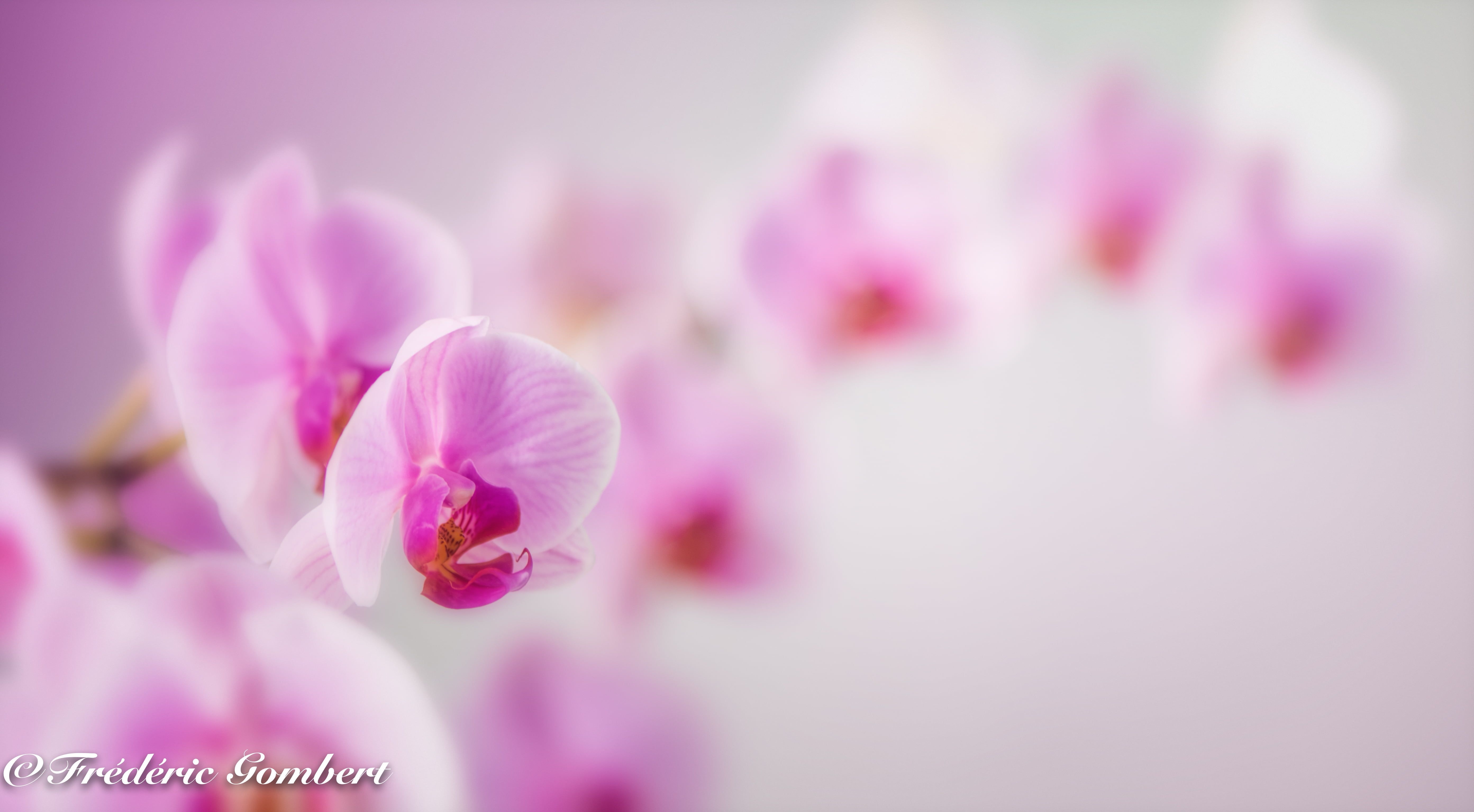 5580x3080 Pink orchid in macroshot HD wallpaper, Desktop