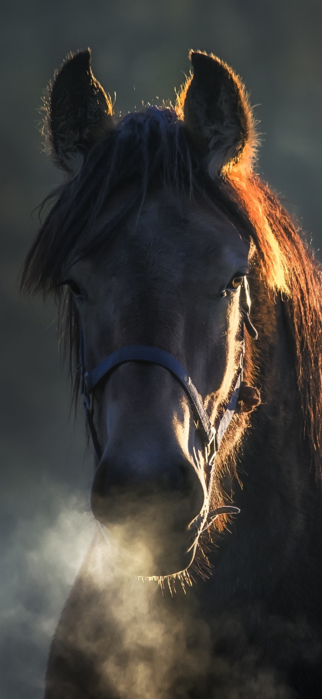 1080x2340 Horse Wallpaper, Phone