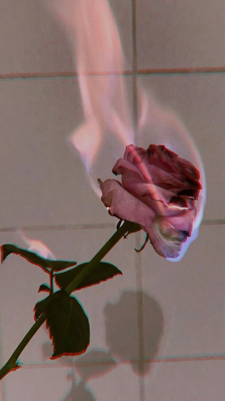 720x1280 Wallpaper rose, Phone