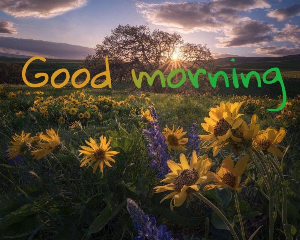 1030x820 Beautiful Good Morning Wallpaper / Image In Full Daisy, Desktop