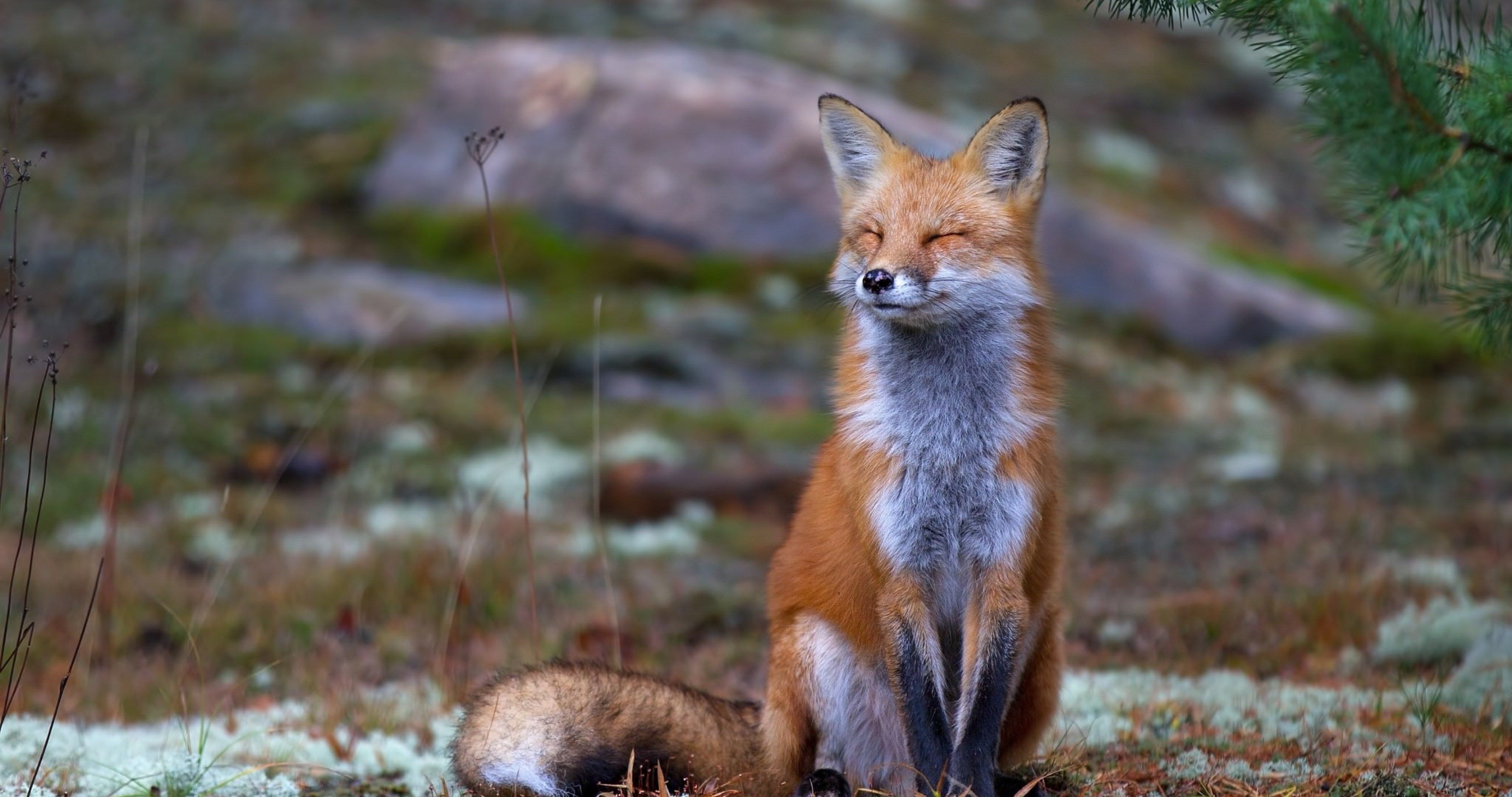 4100x2160 red fox in algonguin park 4k ultra HD wallpaper High quality walls, Desktop