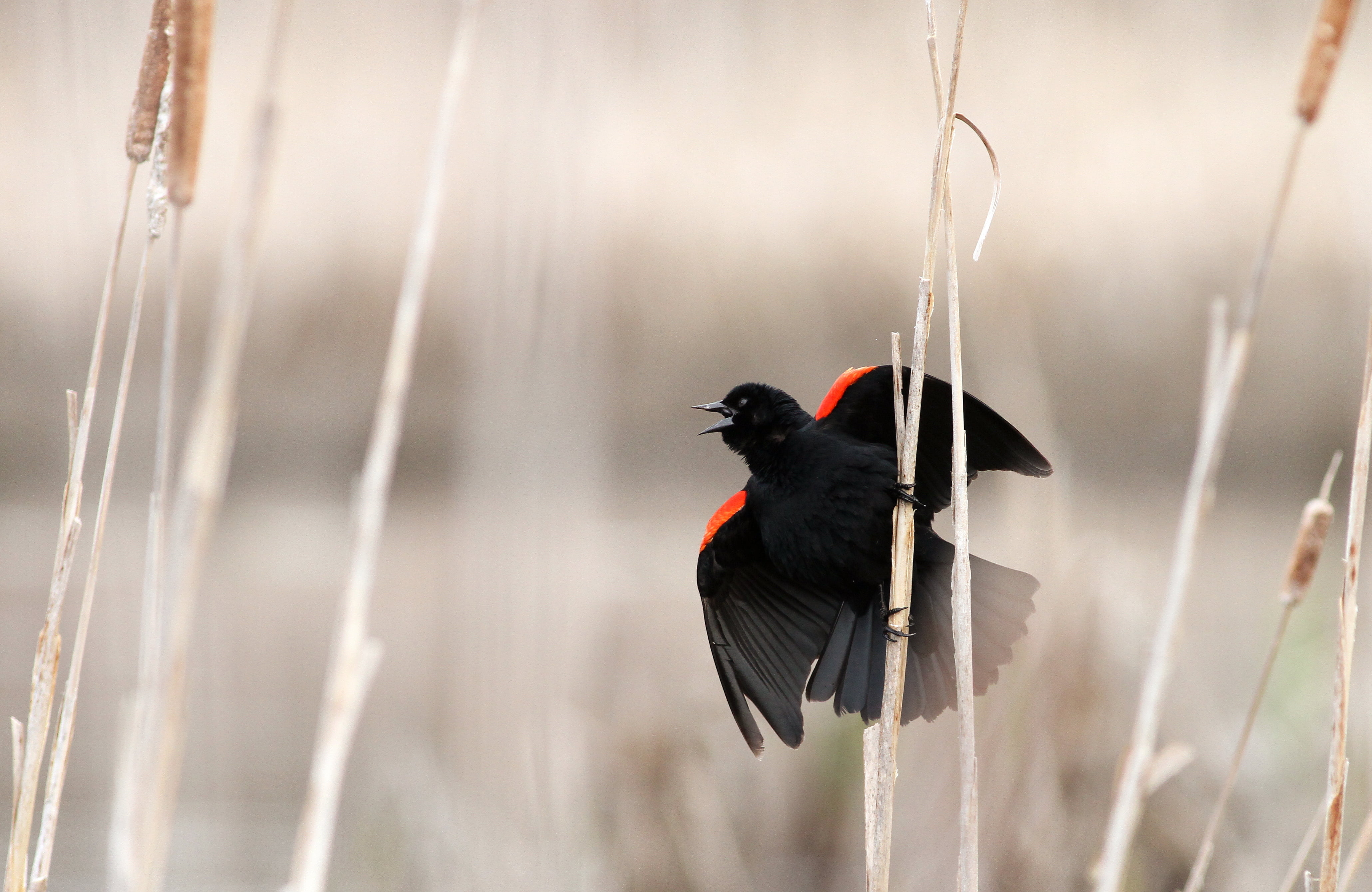 4120x2680 Red And Black Bird, Red Winged Blackbird HD Wallpaper, Desktop