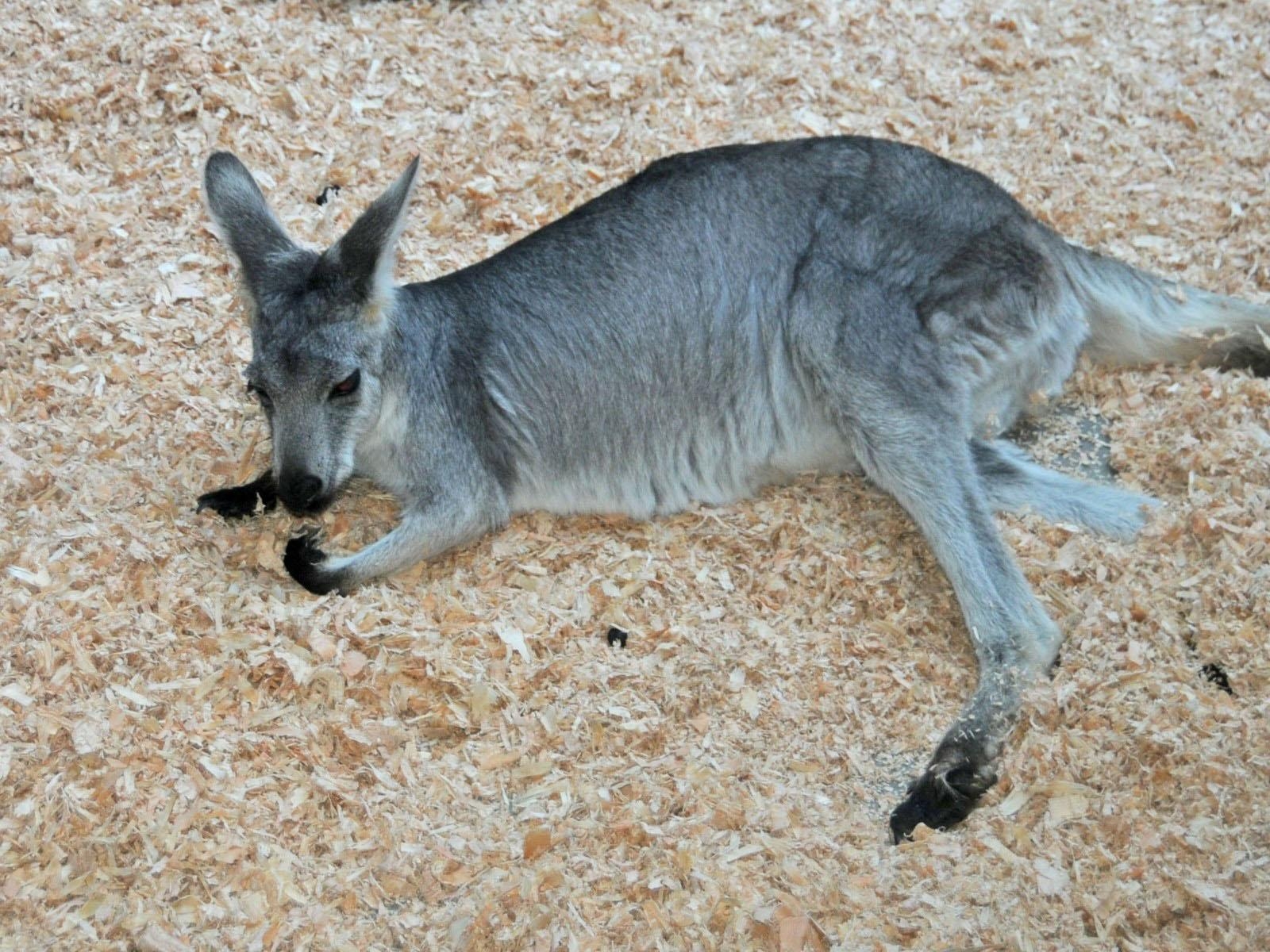 1600x1200 Wallaroo Wallpaper. Wallaroo, Desktop