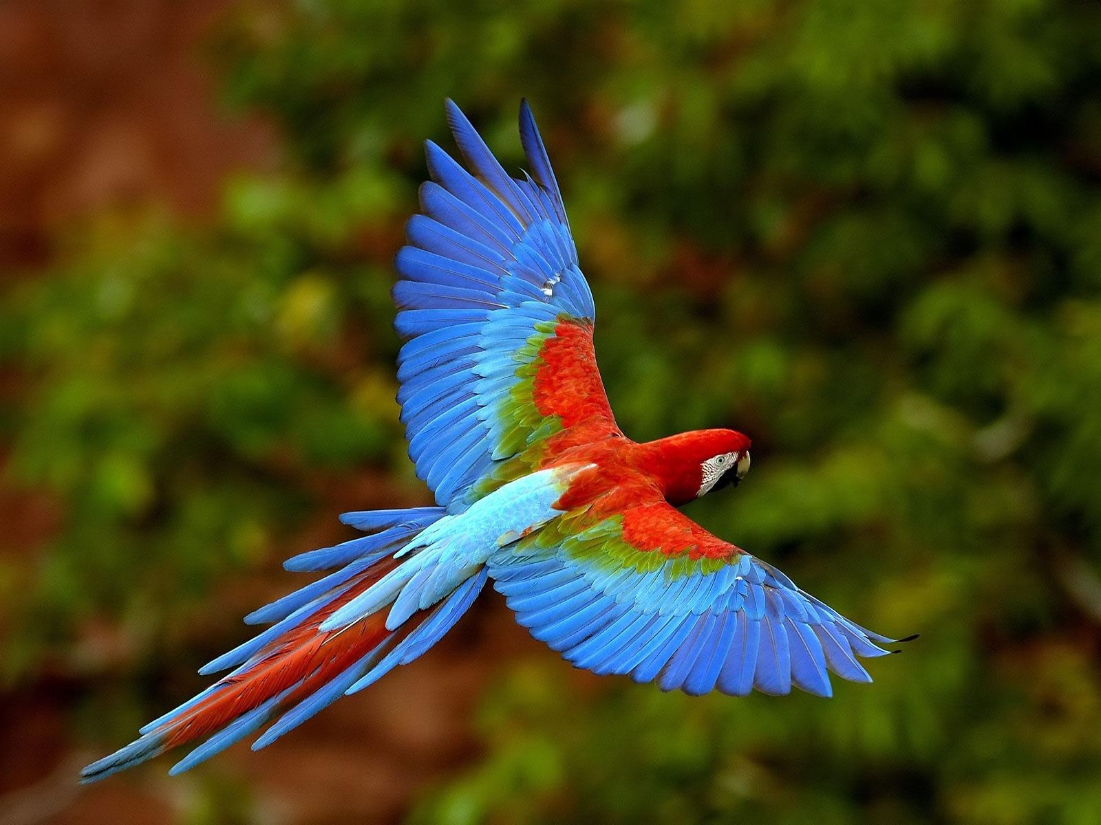 1600x1200 Wildlife of the World: Beautiful Parrot Wallpaper 2012, Desktop