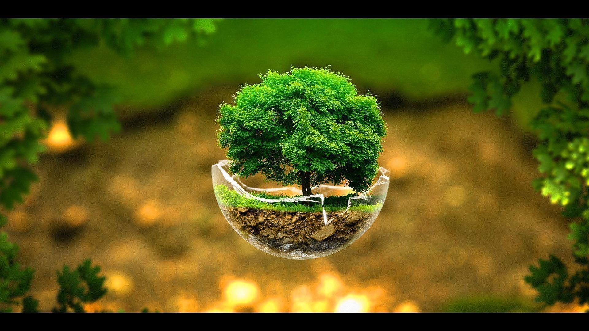 1920x1080 Awesome Little Tree Background Wallpaper Pc Wallpaper, Desktop